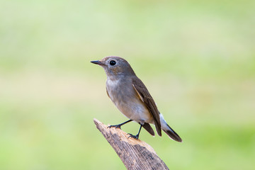 Red-throated Flycatcher or Taiga Flycatcher