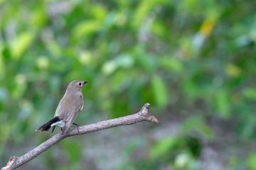 Red-throated Flycatcher or Taiga Flycatcher