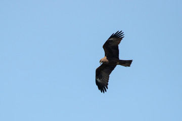 Black kite flying in sky. Large powerful brown hawk. Bird in wildlife.