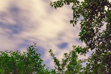 night sky and trees
