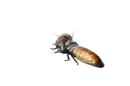 Madagascar hissing Cockroach (Gromphadorhina portentosa)