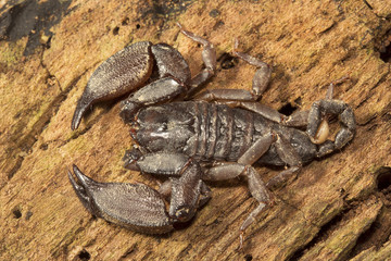Wood scorpion, Liocheles sp, Hemiscopiidae, Manu,Tripura, India
