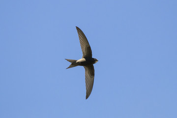 Obraz premium Common swift flying in blue sky. Cute black rapid bird in wildlife.