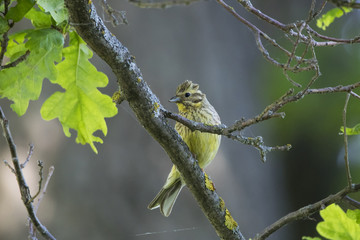 Yellowhammer female sitting on branch of tree. Cute yellow bunting songbird. Bird in wildlife.
