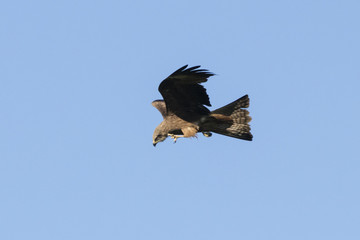 Black kite flying in sky and scratching beard. Large powerful brown hawk. Bird in wildlife.