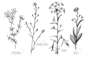 wild flowers with  labels © istry