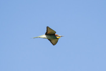 European bee-eater in flight under blue sky. Cute exotic colorful bright bird in wildlife.