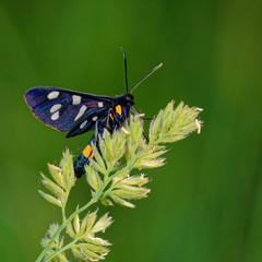 Macro photo - Nine spotted buterfly in ist natural environment, Danubian wetland, Slovakia, Europe