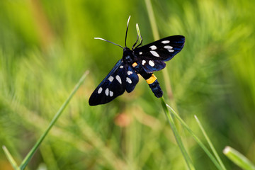 Macro photo - Nine spotted buterfly in ist natural environment, Danubian wetland, Slovakia, Europe