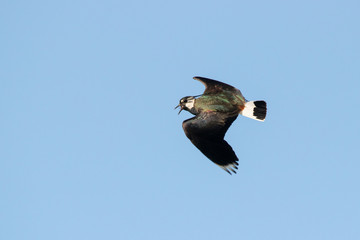 Northern lapwing or peewit in flight under blue sky. Cute bright shorebird. Bird in wildlife.