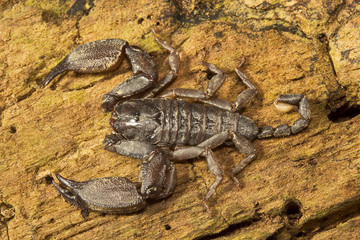 Wood scorpion, Liocheles sp, Hemiscopiidae, Manu,Tripura, India