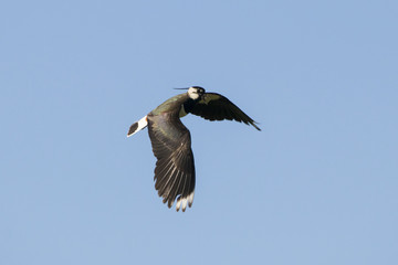 Northern lapwing or peewit in flight under blue sky. Cute bright shorebird. Bird in wildlife.