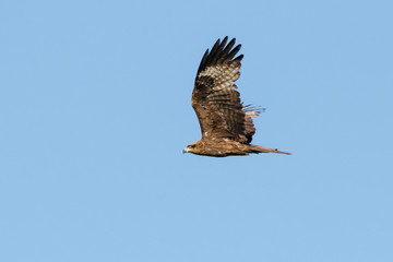 Black kite flying in sky. Large powerful brown hawk. Bird in wildlife.