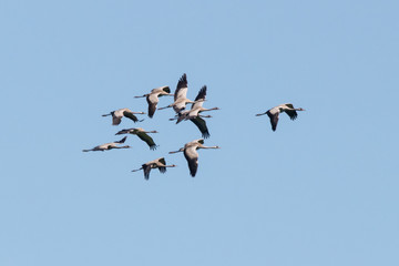 Flock of common crane in flight under blue sky. Large migrant birds in wildlife.