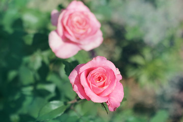 Pink roses close-up. Background
