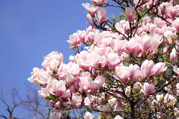 Blooming magnolia flowers against blue sky