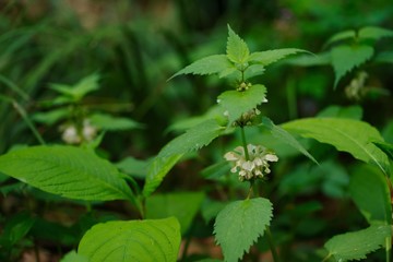 Lamium album (dead nettle)
