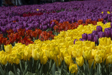 Tulip Festival in Istanbul