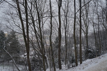 bosco innevato