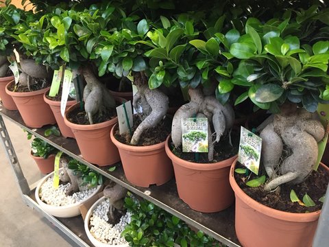 Ficus Ginseng bonsai Retusa, shaped in an s-curved trunk and has oval, dark green leaves. Interior of a plant shop