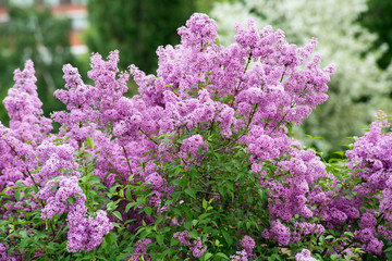 Lush Bush of blooming lilac