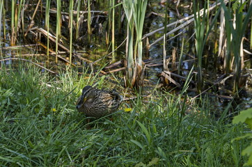 Female mallard duck  walk along the lake, South park, Sofia, Bulgaria 
