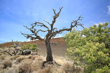 Hawaii Big Island Mauna Kea Baum