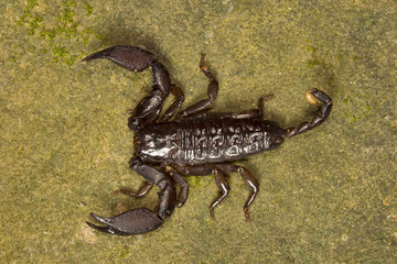 Wood scorpion, Liocheles sp, Hemiscopiidae, Trishna, Tripura , India