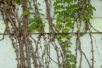 Green plants use as a background.