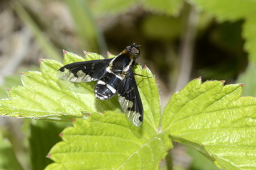 муха пестрокрылка