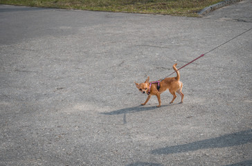 A small dog walks on the road
