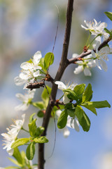 Beetle with a big mustache on a flowering tree