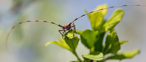 Portrait of a beetle on a branch of a tree