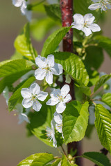 Flowers on the branches of a tree in the nature