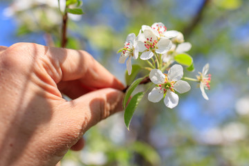Flowers on the branches of a tree in hand