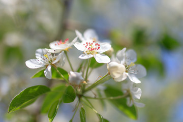 Flowers on the branches of a tree in the nature