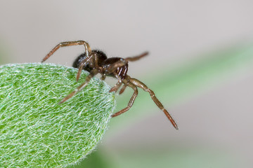 A spider weaves a spider web on green leaves