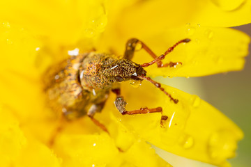 Beetle on a yellow dandelion flower