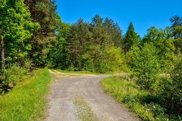 Fototapeta na wymiar Spring forest landscape. A road among green trees.