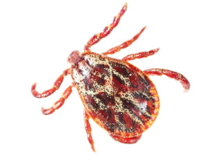 Encephalitis tick isolated on white background