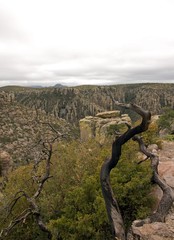 Une vue du parc Chiricahua, arbre mort - Arizona - Etats-Unis