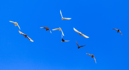 A flock of pigeons in flight against the blue sky