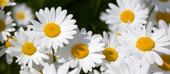 Obraz premium White daisy background.