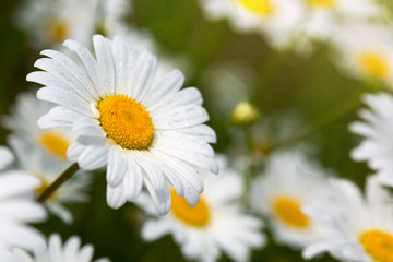 Fototapeta premium Macro shot of daisies.