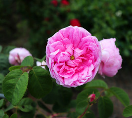 The famous pink Rosa Centifolia , Provence Rose or Cabbage Rose is a hybrid rose developed by Dutch rose breedersin the period between the 17th century and the 19 century . Soft focus.