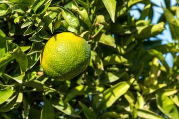 Ripe juicy orange mandarin on a tree. Close up