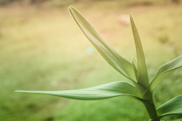 Soft  focus green leaves  spring  nature relax  photo background