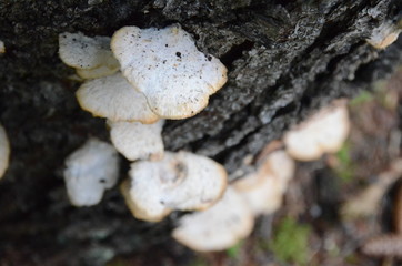 Funghi