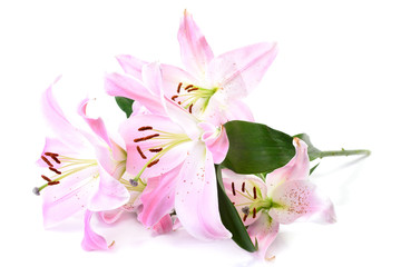 Fototapeta na wymiar Flower lily