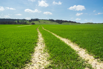 Fototapeta na wymiar Tractor trail crossing the green field of young plantation near Ivinghoe Beacon seen in early Spring
